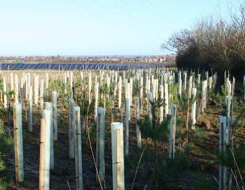 Green-tech supply rural tree planting products for largest Solar Park in Kent                       