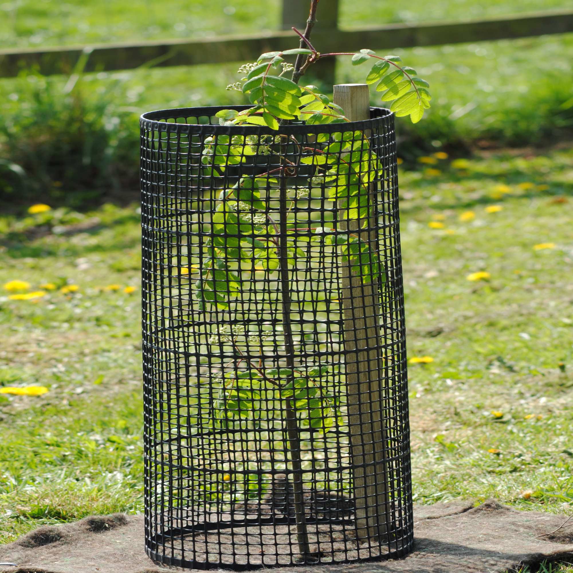 plant cages to protect from rabbits