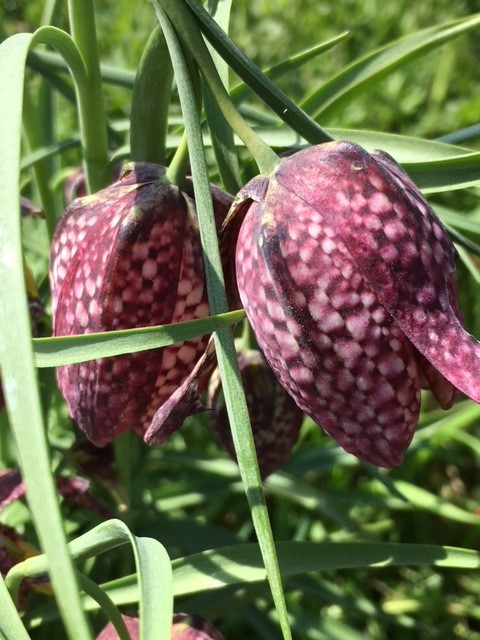 Lily of the Valley Bulbs - Convallaria majalis - In The Green