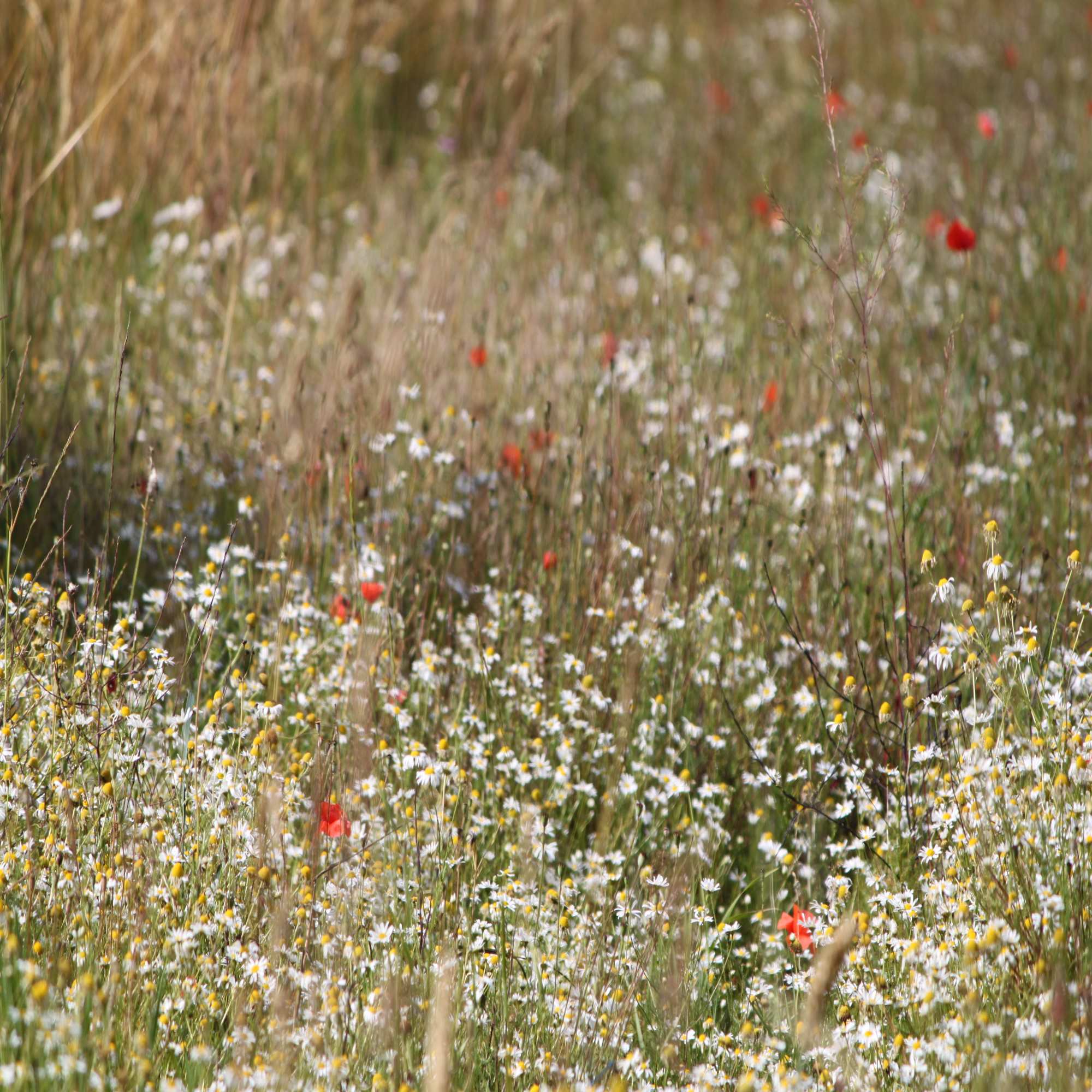 Coastal Wildflower Seed Mix