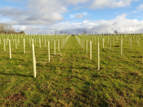 Green-tech Supports Woodland Creation Project in Grimley with  Wessex Woodland Management