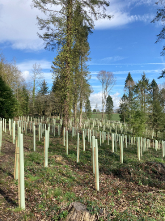 Green-tech Supports Woodland Restoration at Rockyfold Wood Following Outbreak of Ash Dieback