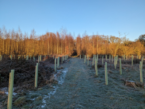 Green-tech Supports Regenerative Forestry with Oakcutts Wood Restoration 