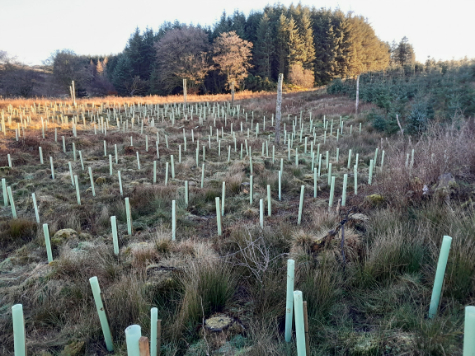 Green-tech Supports Tilhill Forestry in Creating New Riparian Broadleaves Area in South Scotland