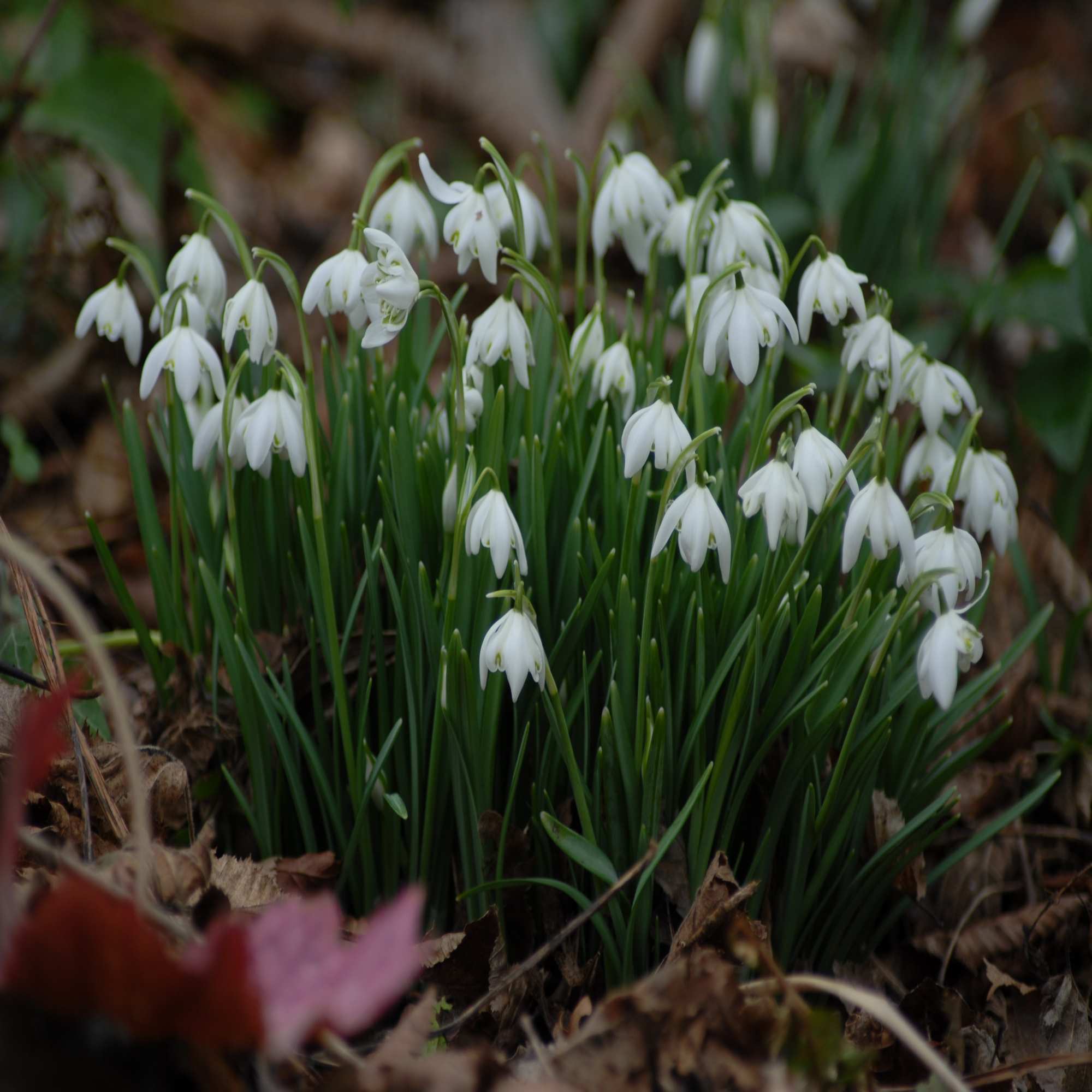 Common Snowdrop Wildflower Autumn Bulbs | Green-tech