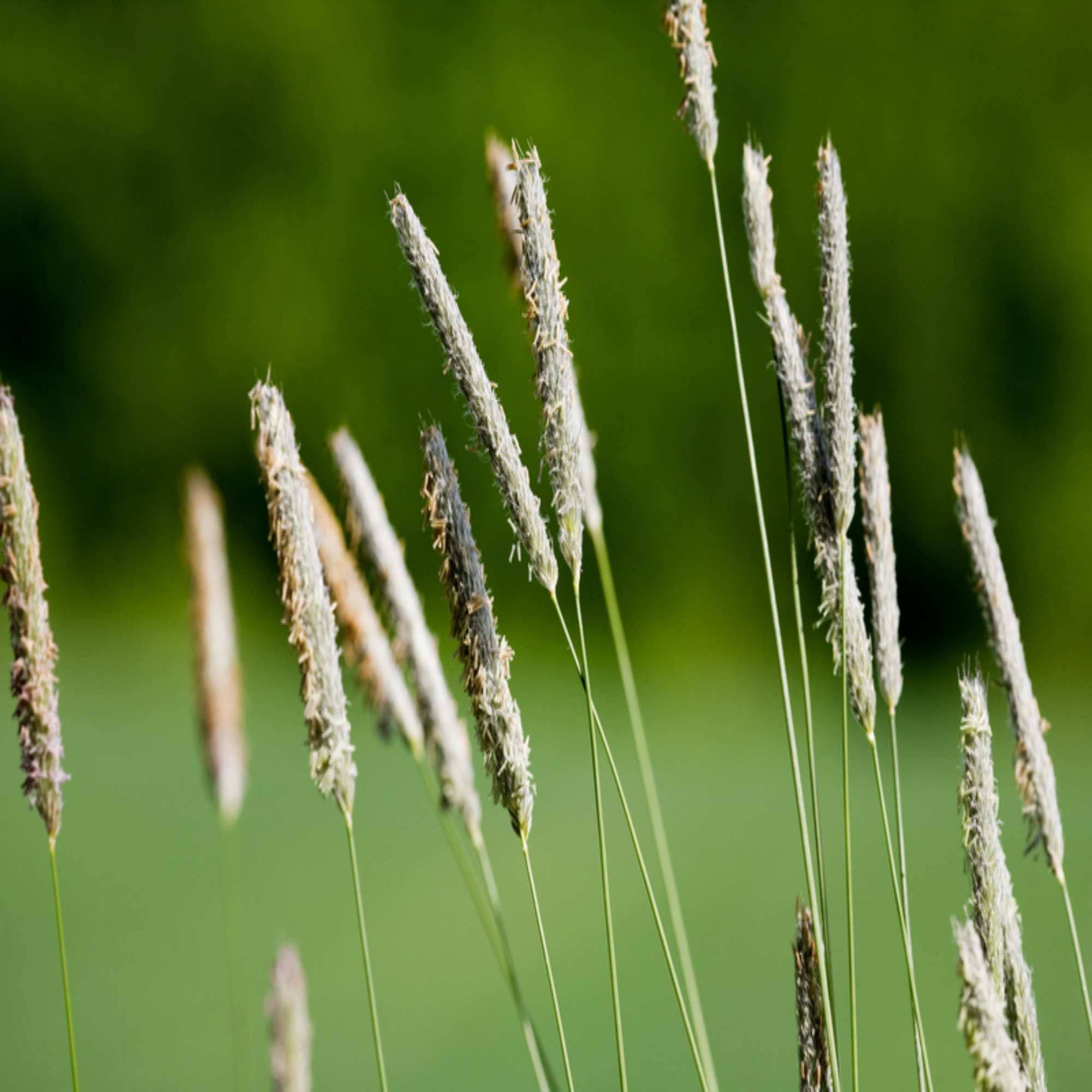 Timothy Grass Wildflower Seed Our Wildflower Ranges Green Tech 0256